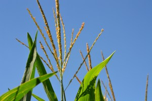 Corn Stalk Tassel