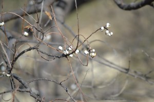 tree buds 3