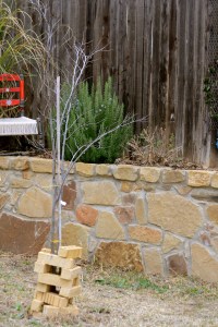 Why bricks around the redbud? A lab named Sugar!