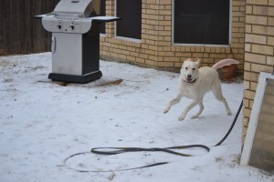 Sugar running in snow