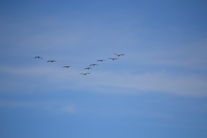 A wedge of geese