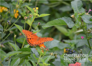 Gulf Fritillary