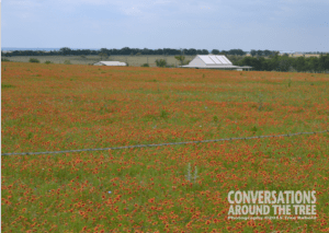 Wildflowers - Indian Blanket