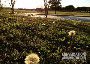 field of dandelions