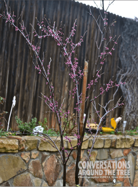 Texas Red Bud