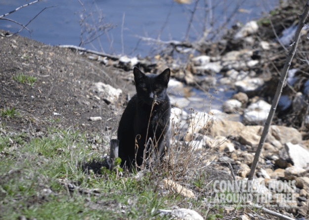 A cat at the duck pond