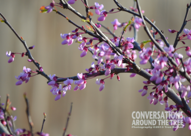 Texas Red Bud