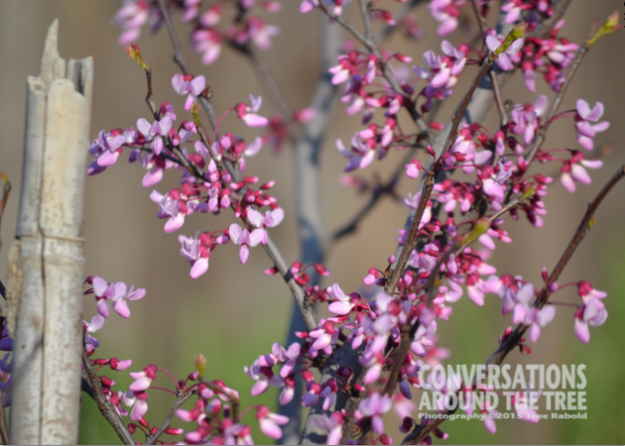 Texas Red Bud