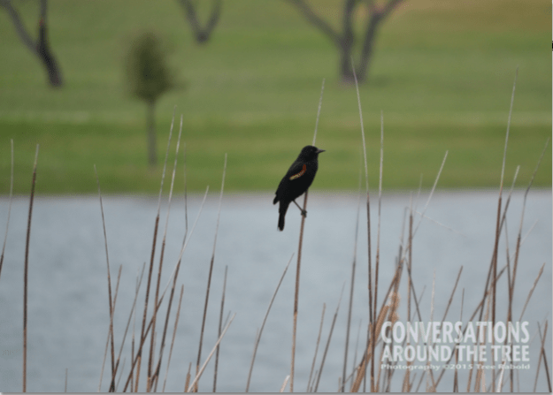 Red winged blackbird