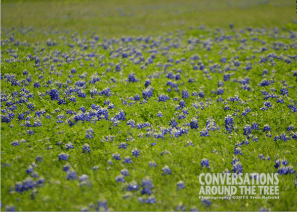 Field of bluebonnets