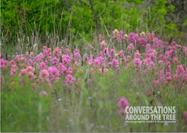 Indian paintbrush