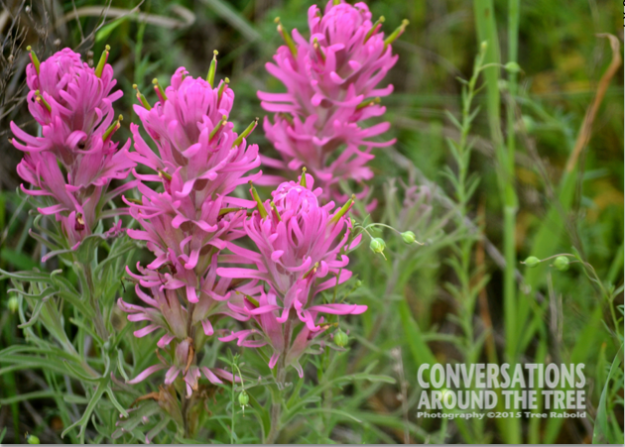 Indian paintbrush