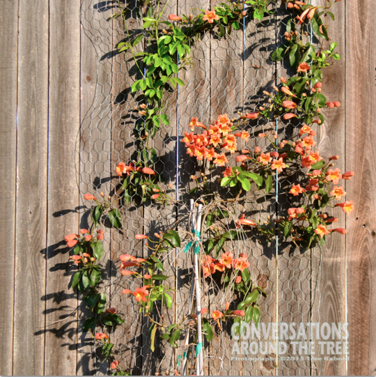 Trumpet Vine