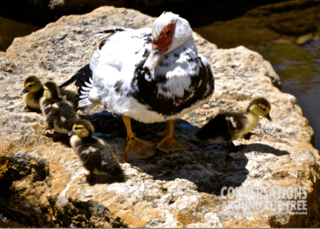 Duck Family