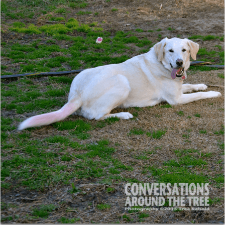 Sugar - the plant killing dog