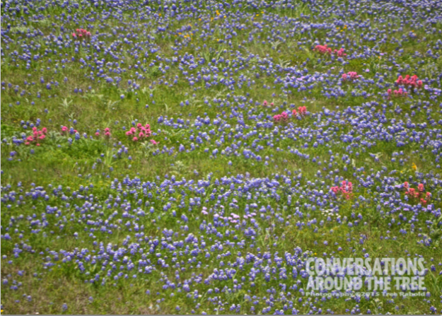 Bluebonnets & Indian Paint Brushes