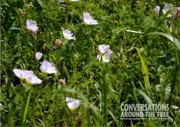 pink wildflowers