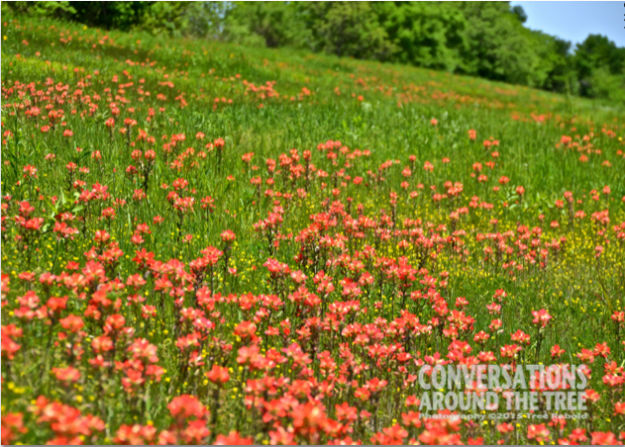 Field of Indian Paint Brushes