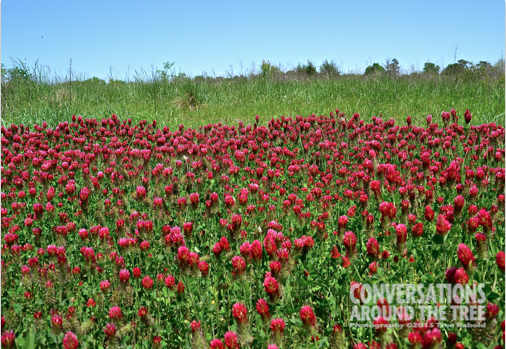Red Clover - Oklahoma