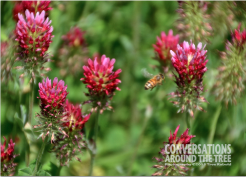 Red Clover - Oklahoma