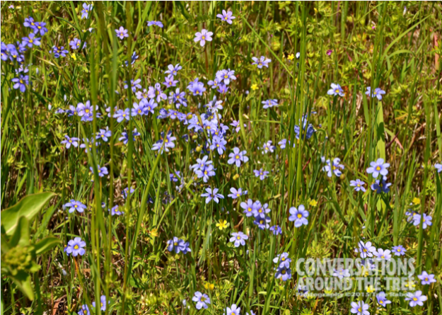 Blue Eyed Grass - Oklahoma