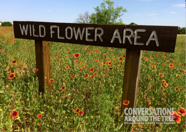 Wildflower area