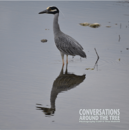 Yellow- Crowned Night- Heron