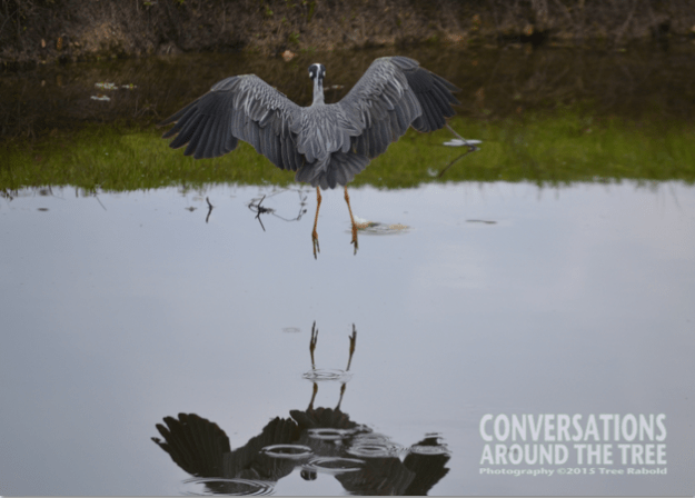 Yellow- Crowned Night- Heron
