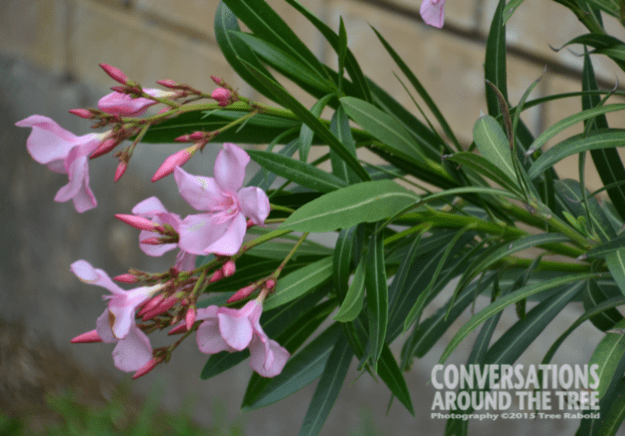 Oleander