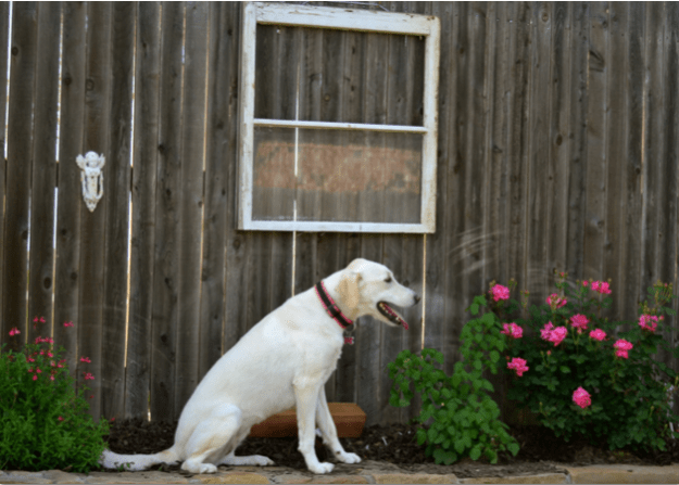 Sugar checking out the roses