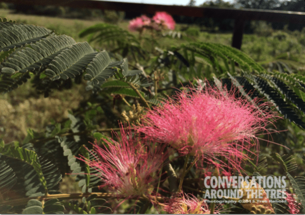 Mimosa Tree
