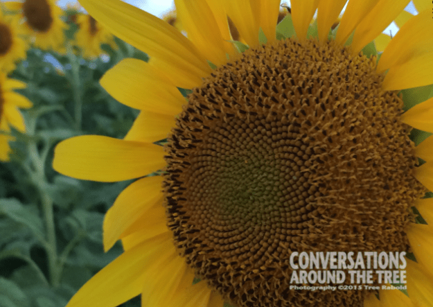 Sunflower - Itasca TX