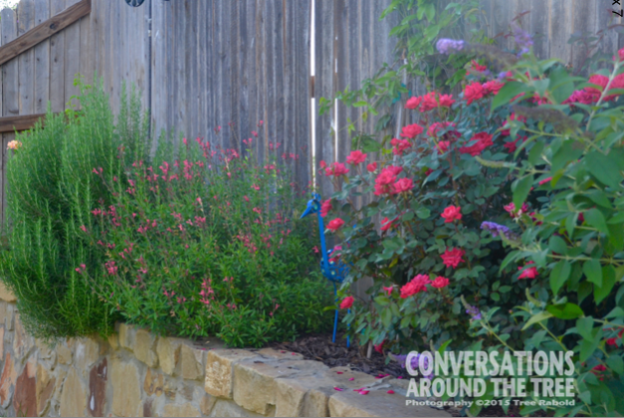 Autumn Sage and Knockout Roses