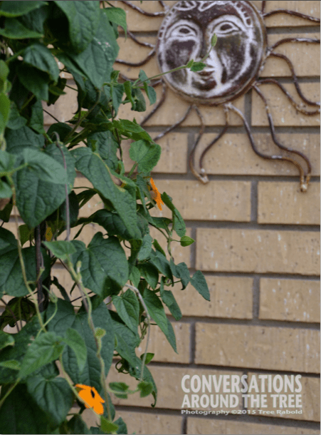 Black Eyed Susan Vine