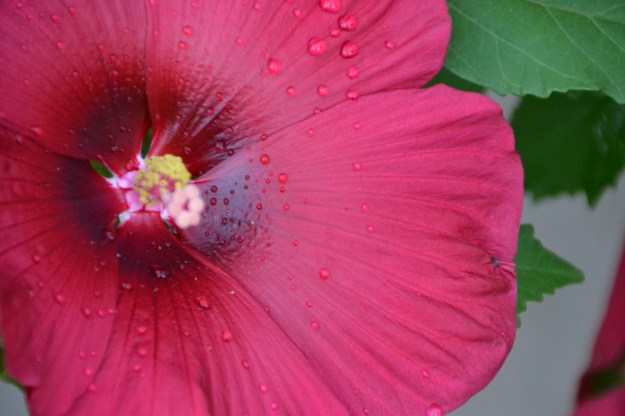 Hardy Hibiscus