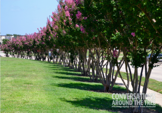 Crepe Myrtle