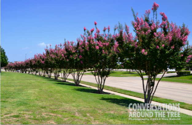 Crepe Myrtle
