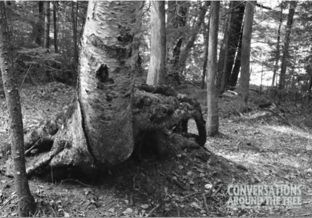 Limber lost Trail - Northern Ontario
