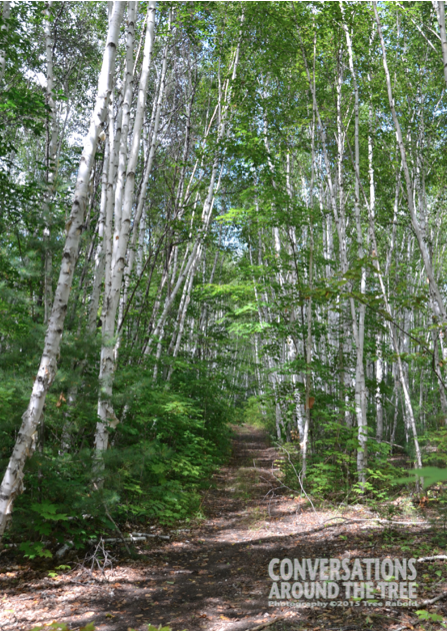 The Colony - Northern Ontario