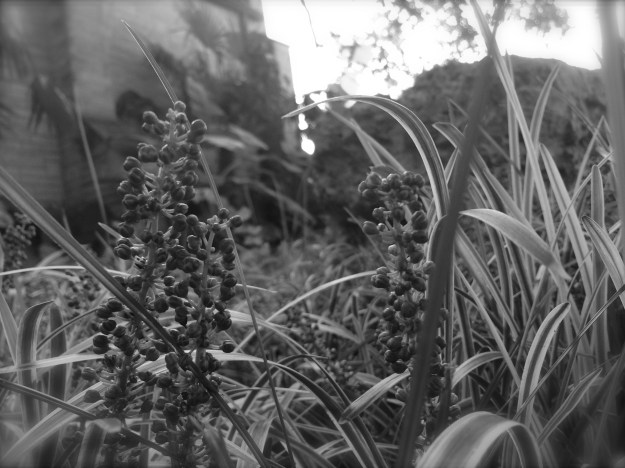 An ant's perspective?