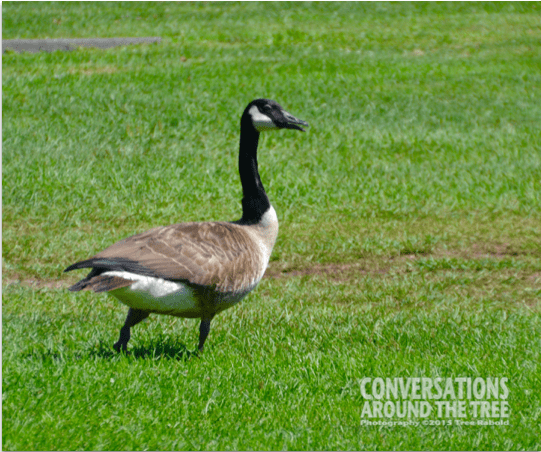 Canadian Goose