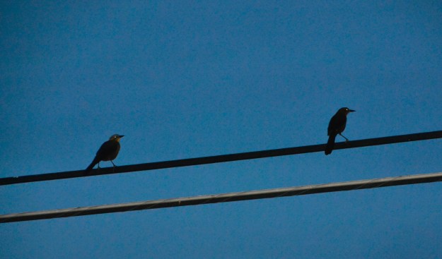 grackles