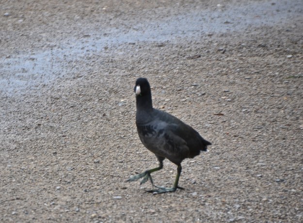 American Coot