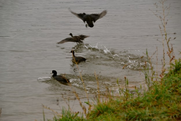 American Coots fleeing the paparazzi