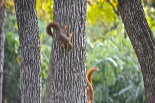squirrel