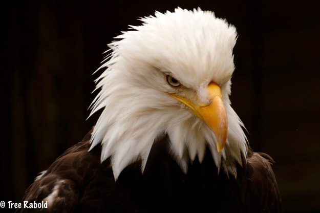 eagle1