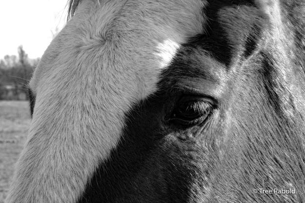 horse close up
