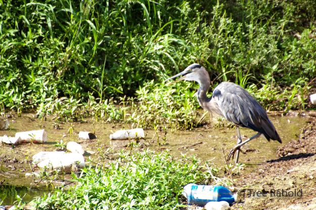 heron trash